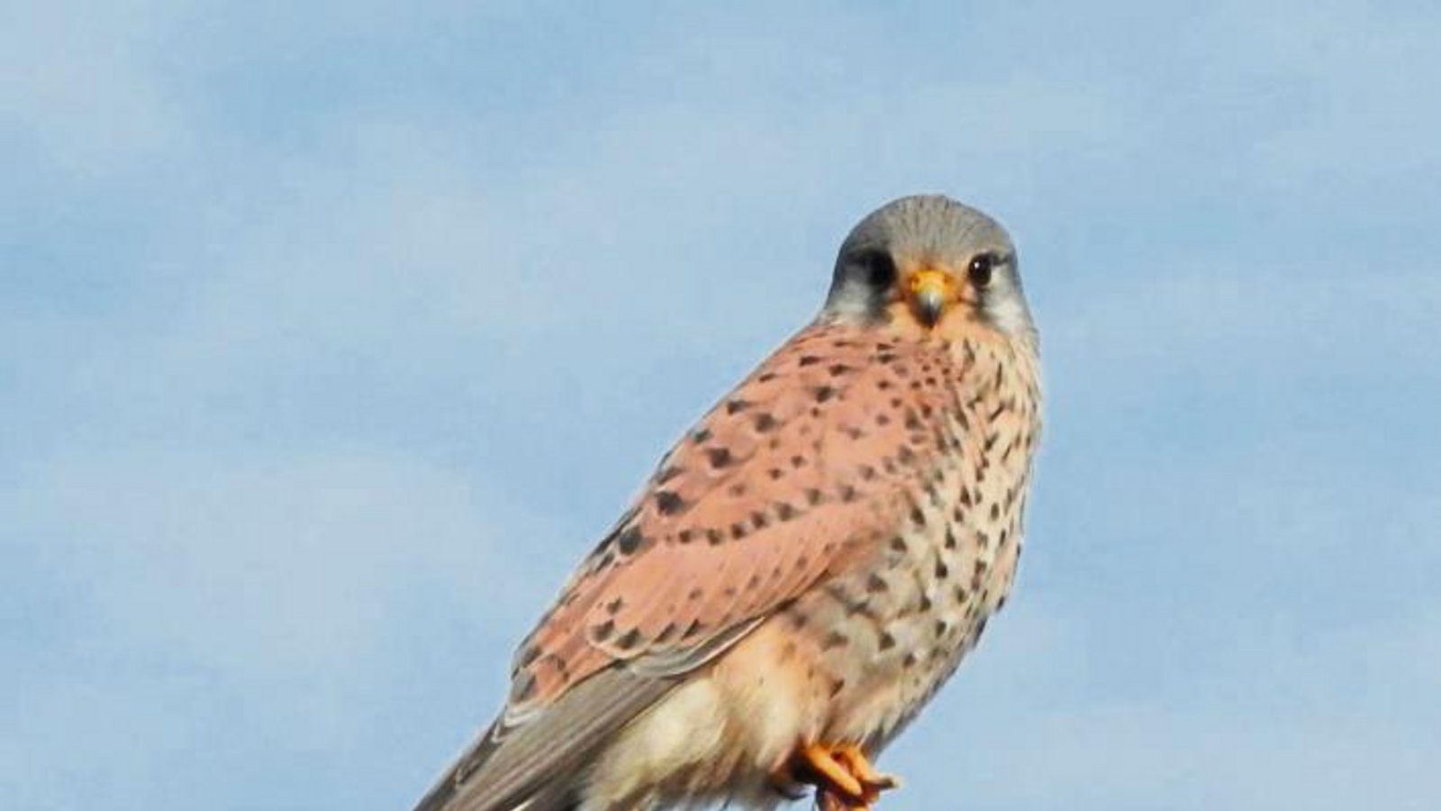 Artistisch und aufmerksam: Der Turmfalke hat auf der letzten Spitze des Baumes Platz genommen. Foto: Arning Artistisch und aufmerksam: Der Turmfalke hat auf der letzten Spitze des Baumes Platz genommen. Foto: Arning