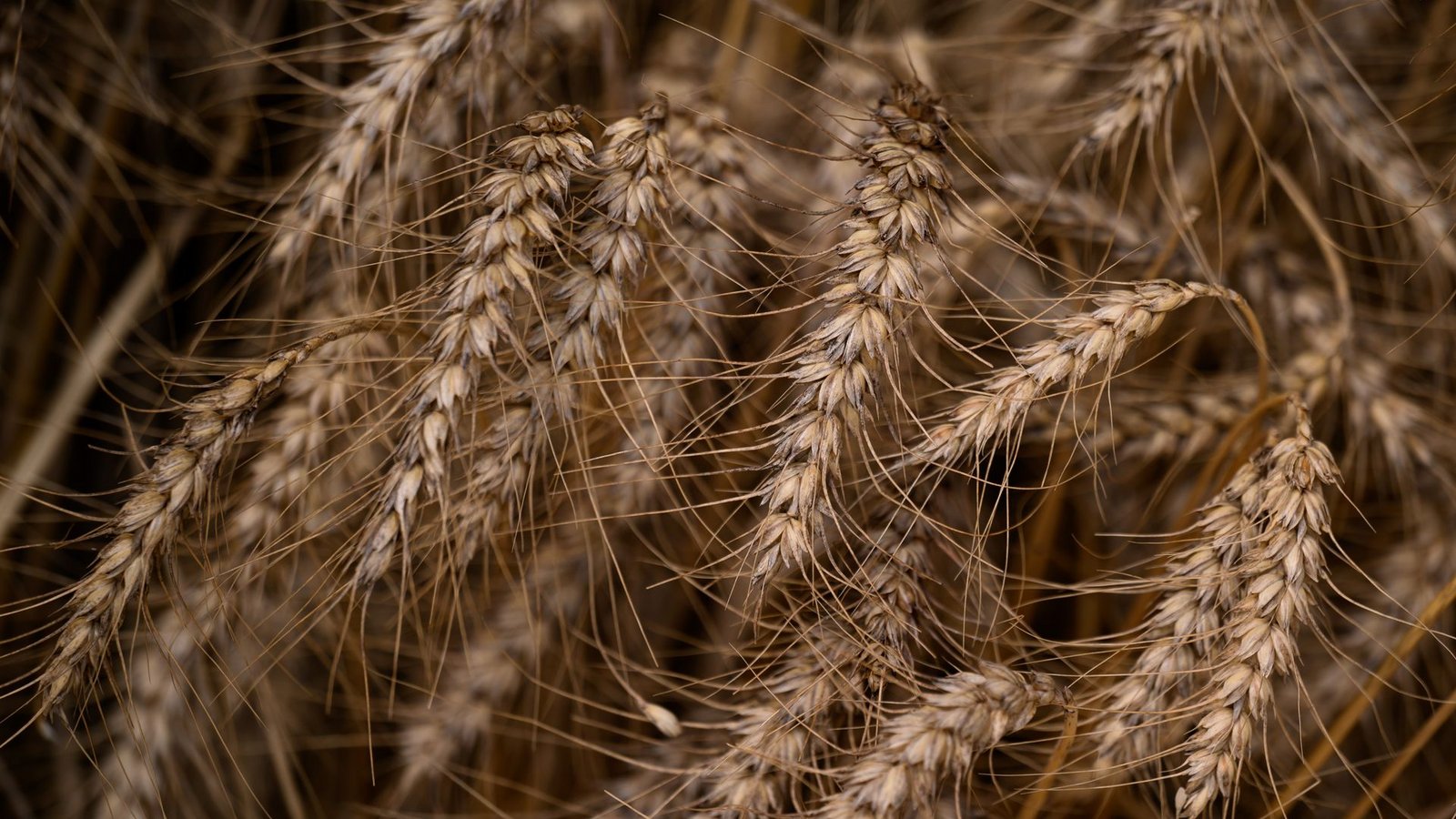 Wer Zöliakie hat, kann kein glutenhaltiges Getreide wie Weizen essen. (Symbolbild)Foto: Hendrik Schmidt/dpa
