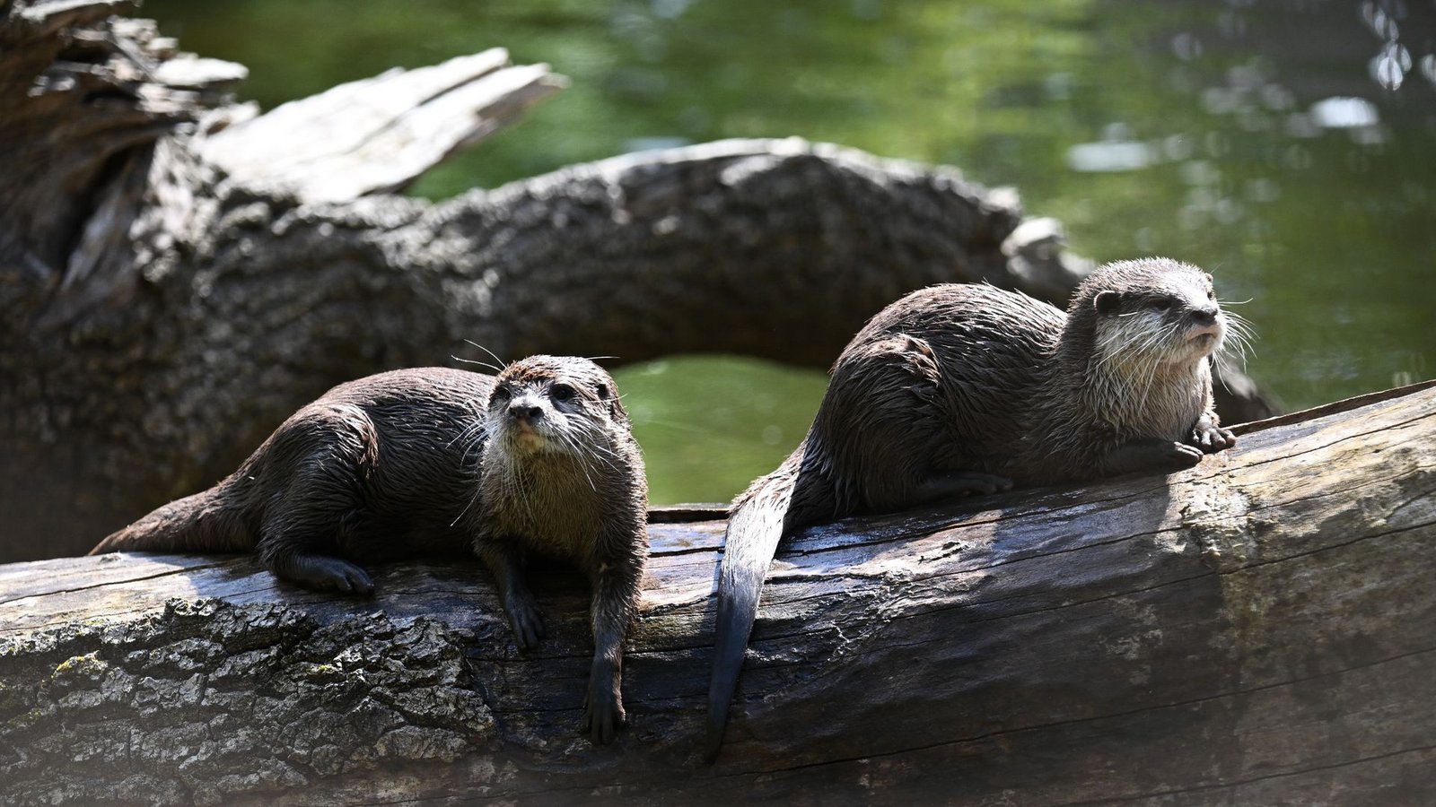 So sitzt es sich gemütlich - Otter brauchen allerdins viel Bewegung.Foto: Sebastian Christoph Gollnow/dpa