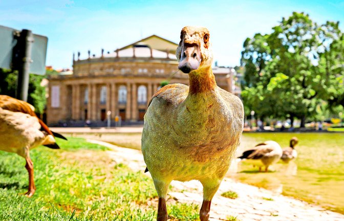 Fühlen sich im Schlossgarten seit Jahren heimisch: Nilgänse.<span class='image-autor'>Foto: Lichtgut/Julian Rettig</span>