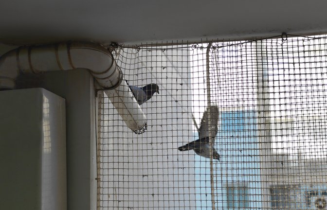 Vogelnetze sind die effektivste Abwehr gegen Tauben.<span class='image-autor'>Foto: victoras / shutterstock.com</span>