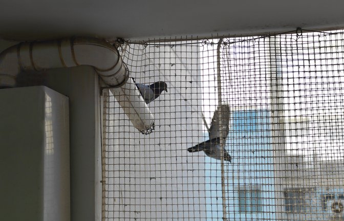 Vogelnetze sind die effektivste Abwehr gegen Tauben.<span class='image-autor'>Foto: victoras / shutterstock.com</span>