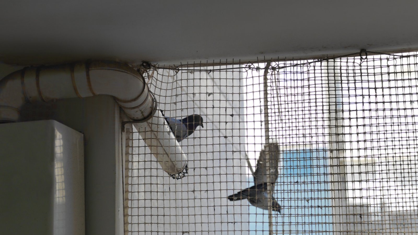 Vogelnetze sind die effektivste Abwehr gegen Tauben.Foto: victoras / shutterstock.com