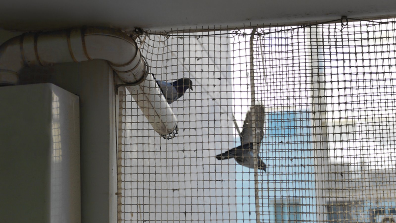 Vogelnetze sind die effektivste Abwehr gegen Tauben.Foto: victoras / shutterstock.com