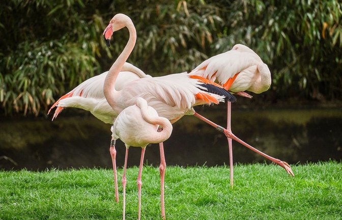 Die Flamingos in der Wilhelma werden regelmäßig flugunfähig gemacht – Tierrechtsorganisationen üben Kritik.<span class='image-autor'>Foto: Lichtgut/Ferdinando Iannone</span>