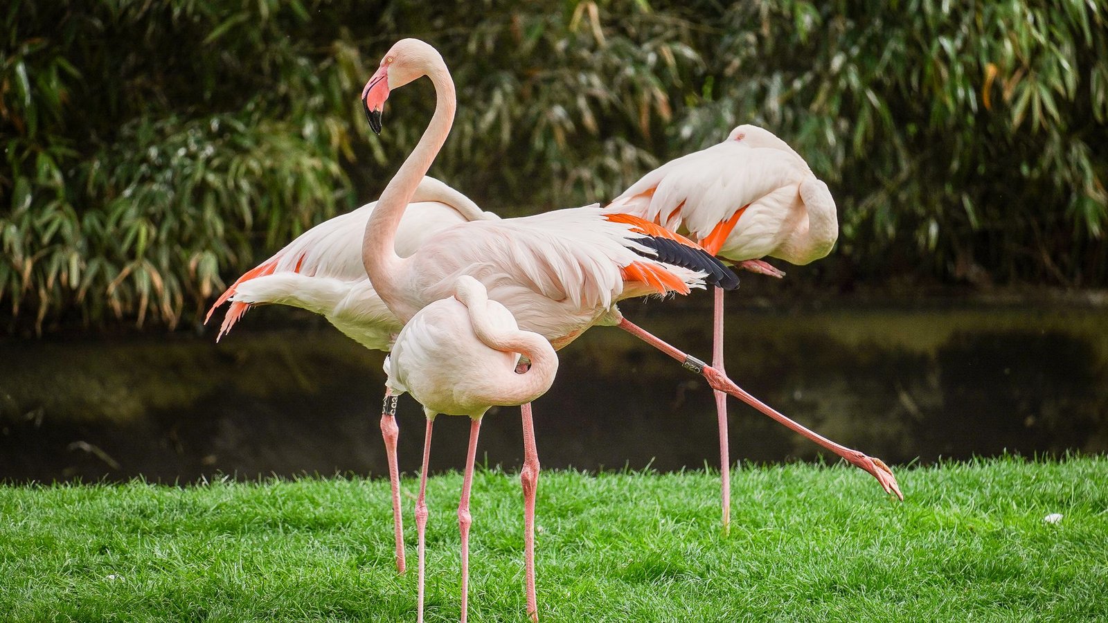 Die Flamingos in der Wilhelma werden regelmäßig flugunfähig gemacht – Tierrechtsorganisationen üben Kritik.Foto: Lichtgut/Ferdinando Iannone