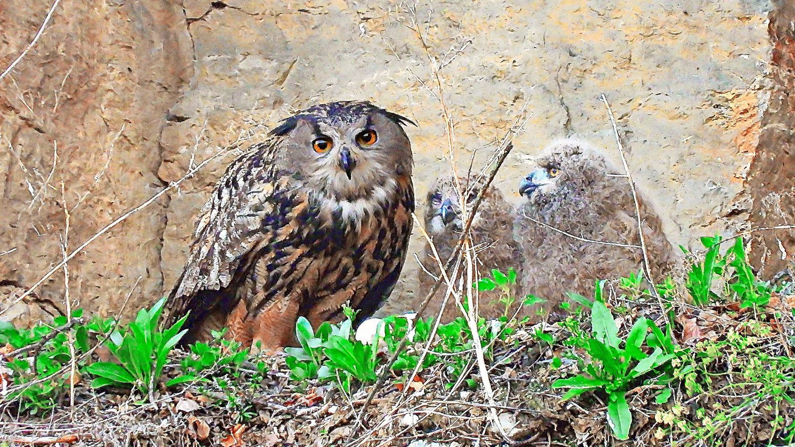 Er schaut so harmlos. Doch offenbar ist der Uhu schuld am mageren Familienglück des Wanderfalken.Foto: privat