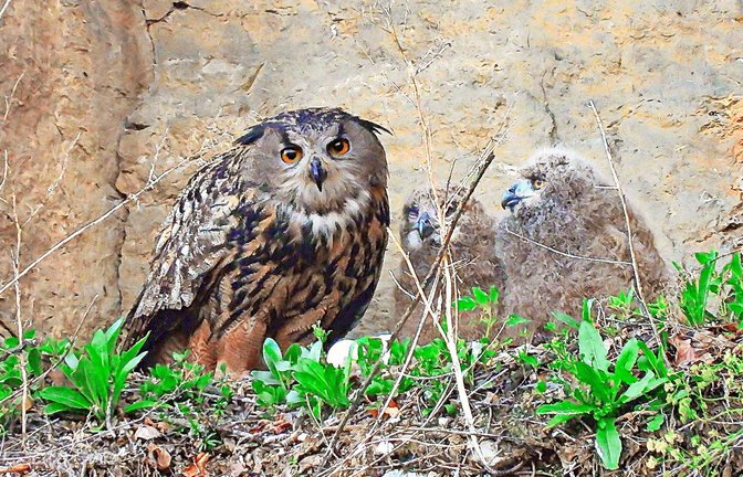 Er schaut so harmlos. Doch offenbar ist der Uhu schuld am mageren Familienglück des Wanderfalken.<span class='image-autor'>Foto: privat</span>