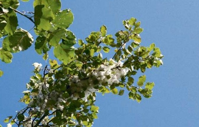 Rohstoff hoch oben im Pappelbaum. Foto: Rücker