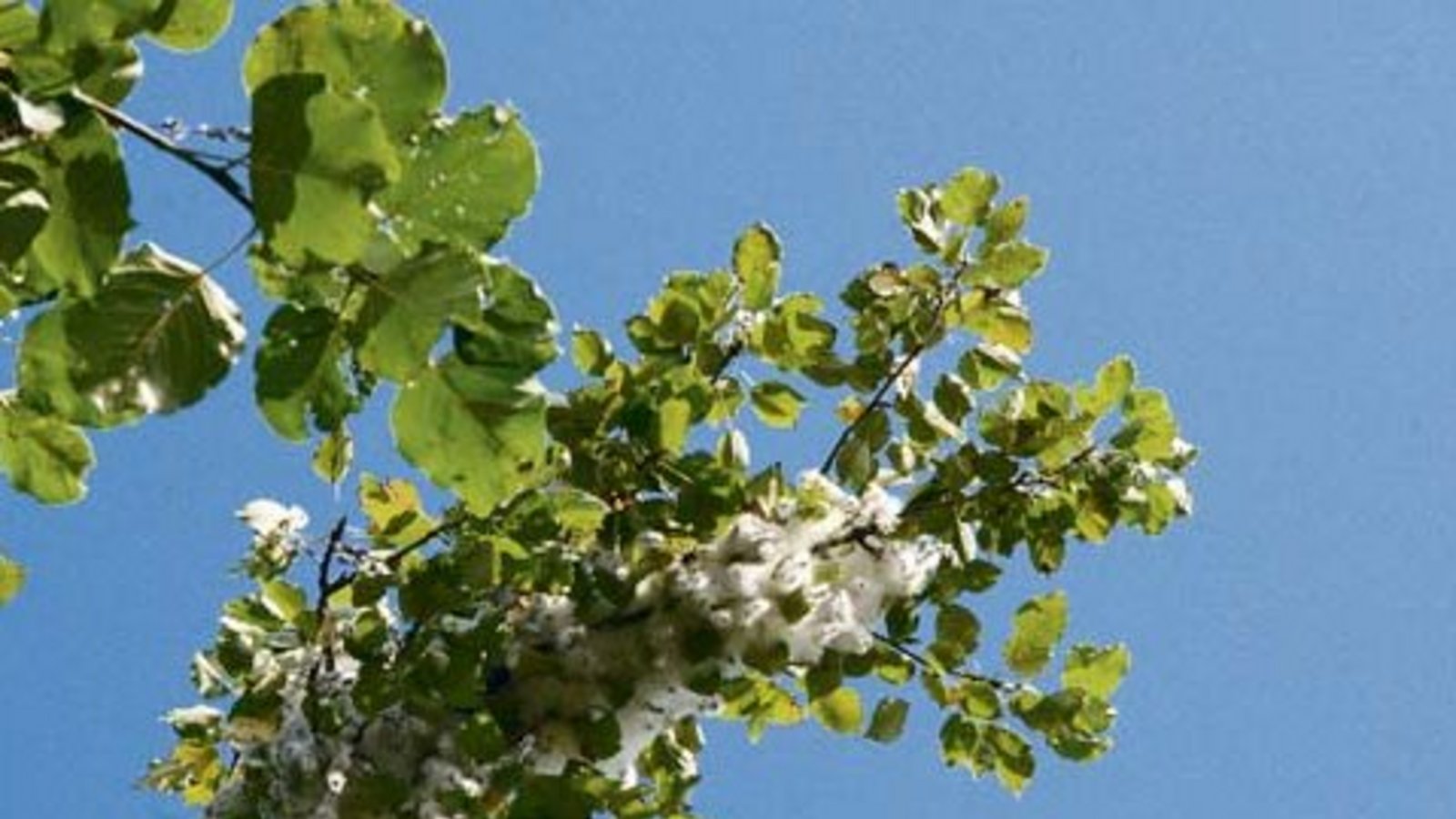 Rohstoff hoch oben im Pappelbaum. Foto: Rücker Rohstoff hoch oben im Pappelbaum. Foto: Rücker