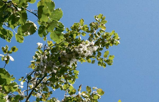 Rohstoff hoch oben im Pappelbaum. Foto: Rücker