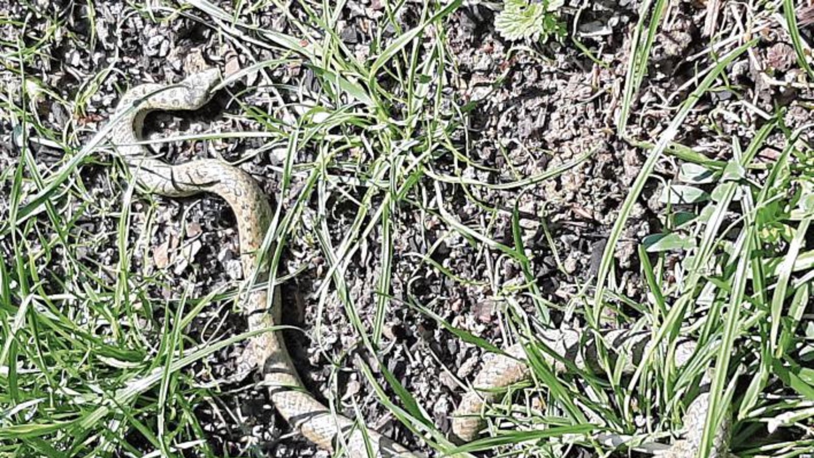 Im Garten von Familie Stauss in der Vaihinger Eichendorffstraße schlängelt sich was. Doch was andere ekelt, erfreut Joachim Stauss: „Solche Nattern gibt’s ja nicht mehr häufig.“ Im Garten von Familie Stauss in der Vaihinger Eichendorffstraße schlängelt sich was. Doch was andere ekelt, erfreut Joachim Stauss: „Solche Nattern gibt’s ja nicht mehr häufig.“