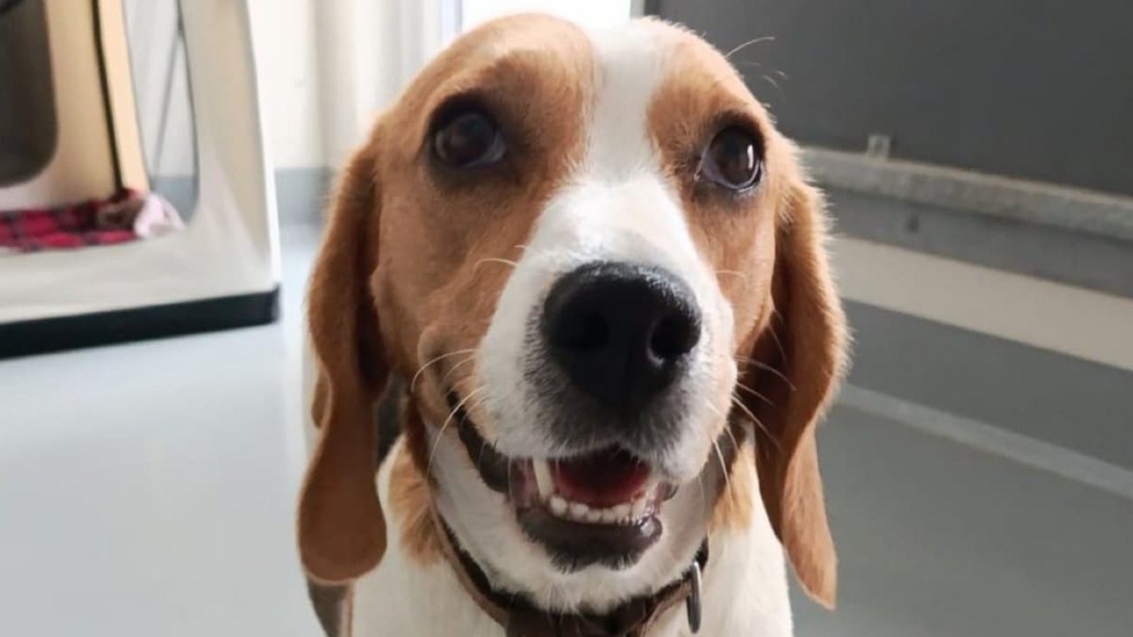 Hündin Rosalie hat einen lieben Charakter.Tierheim Esslingen Hündin Rosalie hat einen lieben Charakter.Tierheim Esslingen