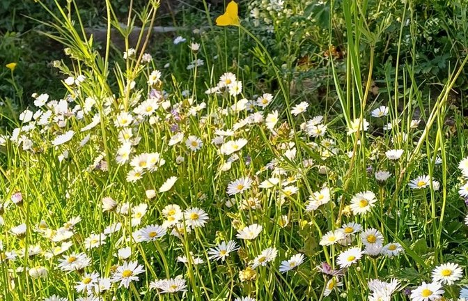 Mehr Blumen dank weniger Mähen.  <span class='image-autor'>Foto: sr</span>