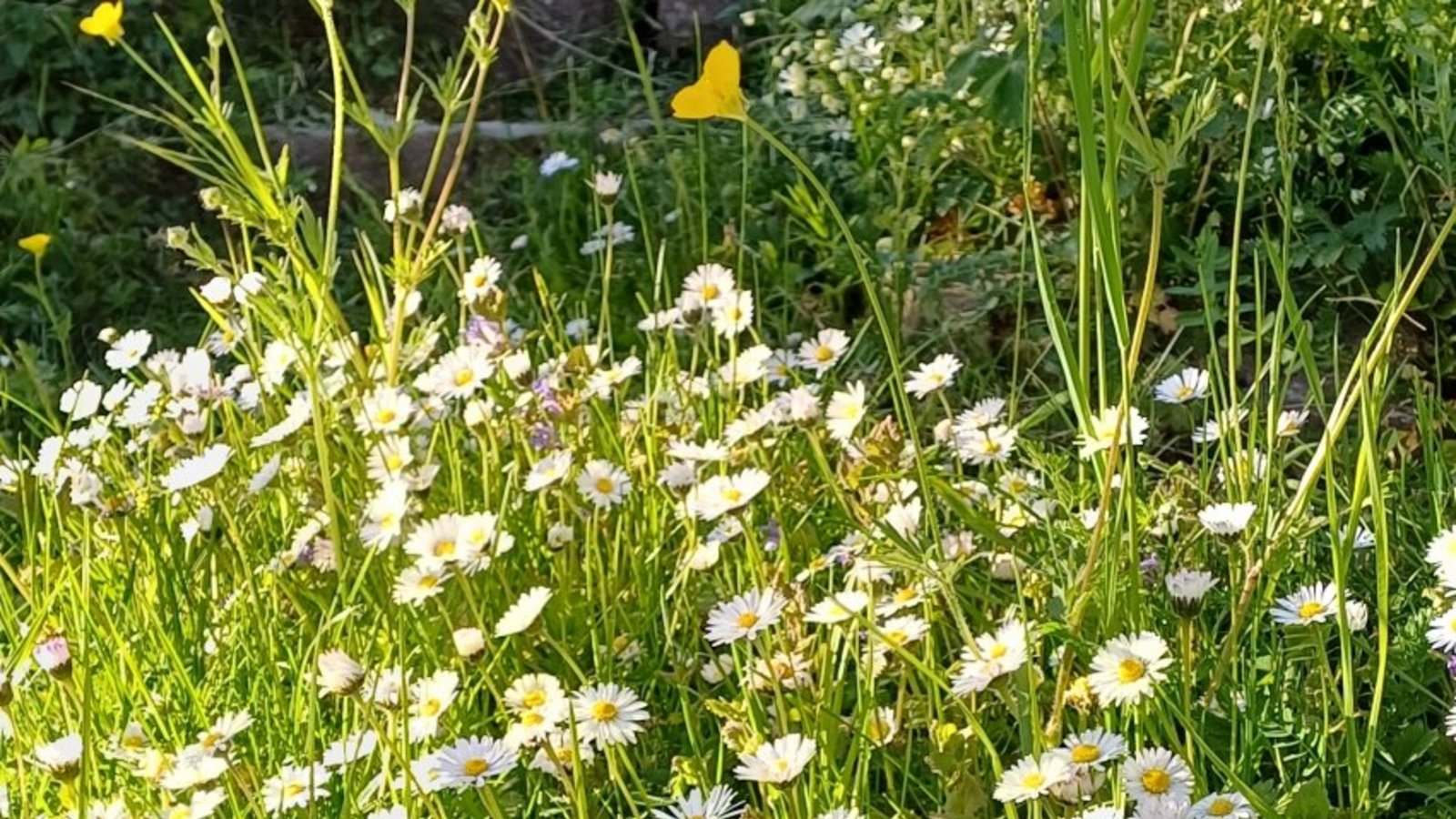 Mehr Blumen dank weniger Mähen. Foto: sr Mehr Blumen dank weniger Mähen. Foto: sr
