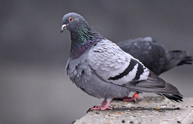 In Freiburg sind in den vergangenen Wochen mehrere Tauben getötet worden (Symbolbild).<span class='image-autor'>Foto: Jennifer Brückner/dpa</span>