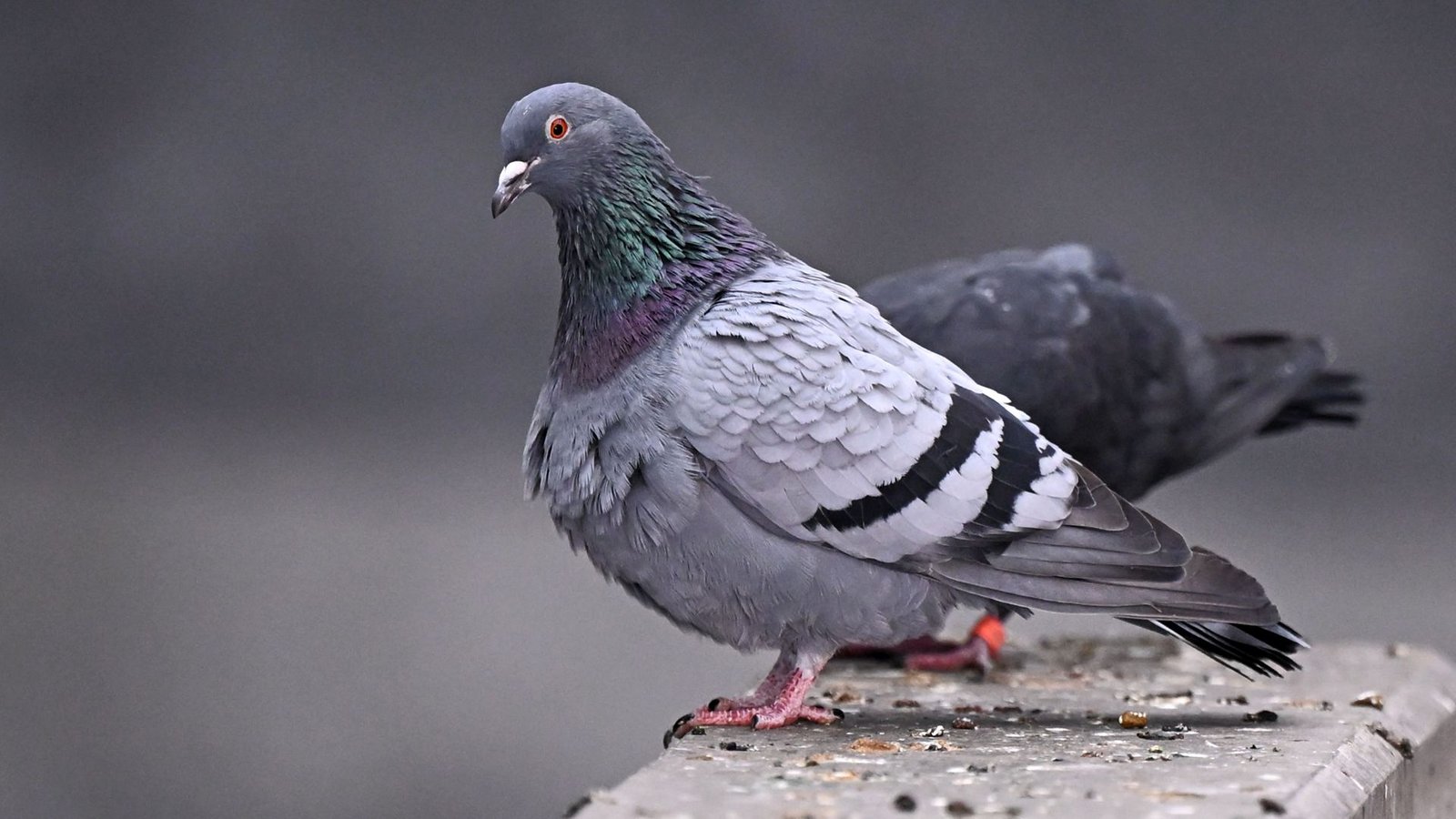 In Freiburg sind in den vergangenen Wochen mehrere Tauben getötet worden (Symbolbild).Foto: Jennifer Brückner/dpa In Freiburg sind in den vergangenen Wochen mehrere Tauben getötet worden (Symbolbild).Foto: Jennifer Brückner/dpa