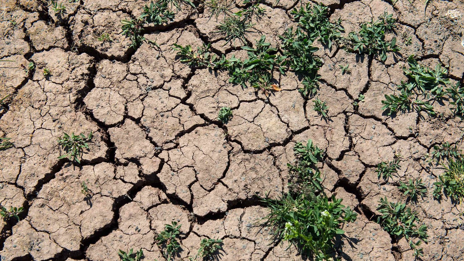 2024 lag die weltweite Durchschnittstemperatur mehr als 1,5 Grad Celsius über dem Schnitt der vorindustriellen Zeit – und die Folgen spürt man.Foto: epd