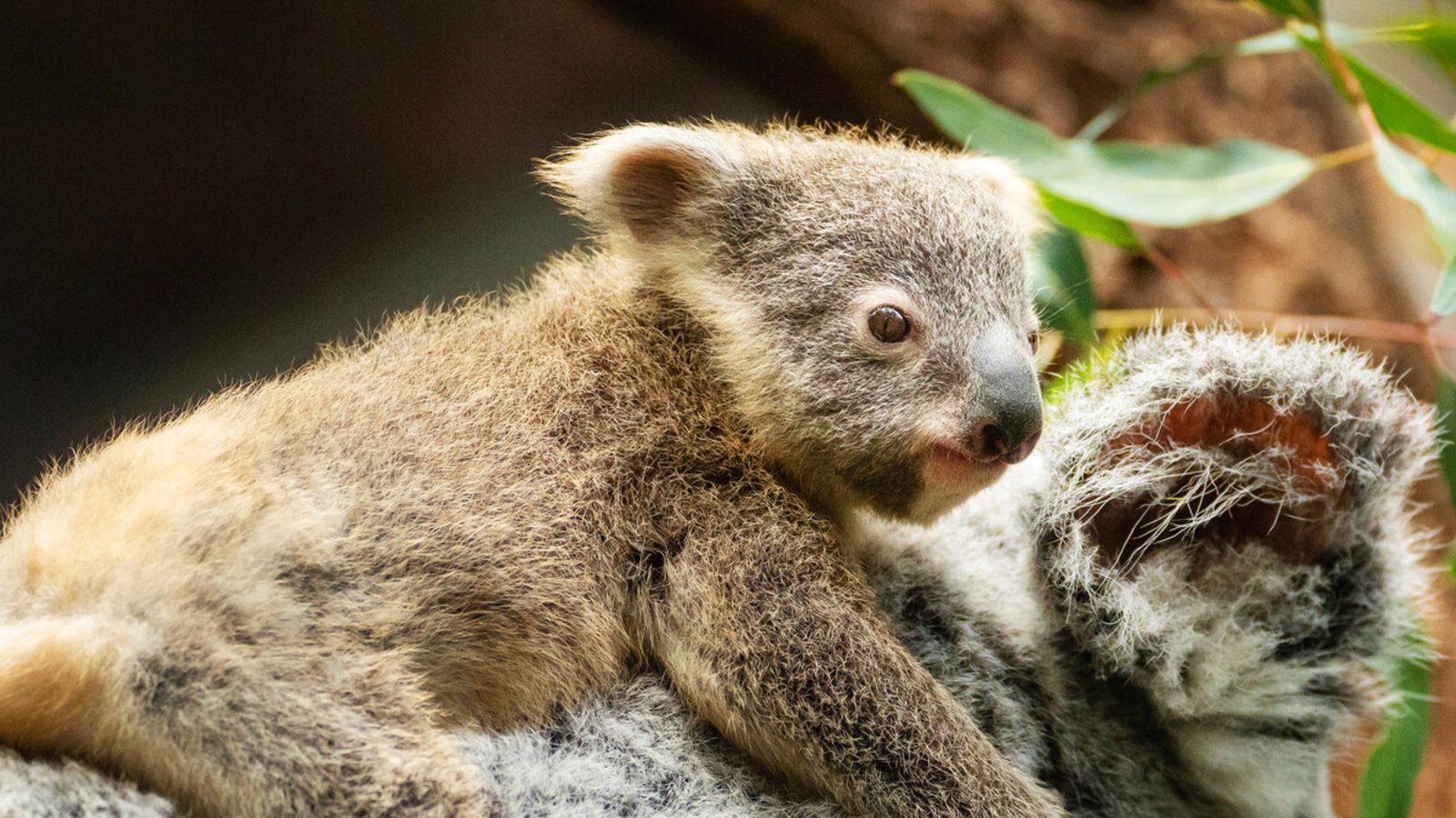 Die kleinen Koala-Babys in der Wilhelma halten sich immer öfter außerhalb des Beutels ihrer Mutter auf.Foto: Wilhelma Die kleinen Koala-Babys in der Wilhelma halten sich immer öfter außerhalb des Beutels ihrer Mutter auf.Foto: Wilhelma