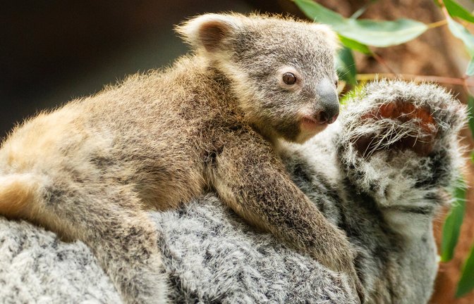 Die kleinen Koala-Babys in der Wilhelma halten sich immer öfter außerhalb des Beutels ihrer Mutter auf.<span class='image-autor'>Foto: Wilhelma</span>