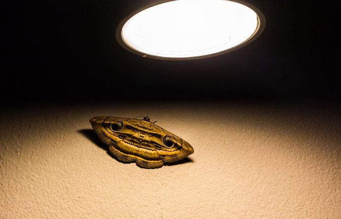 Warum werden Motten vom Licht angezogen?<span class='image-autor'>Foto: Teriakos/Shutterstock</span>