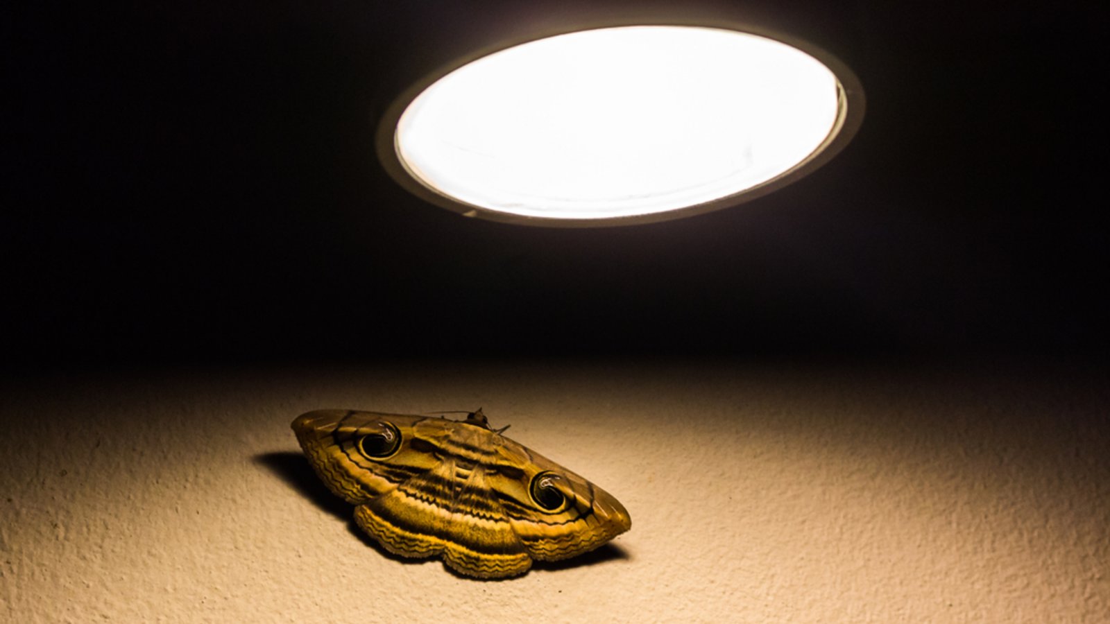 Warum werden Motten vom Licht angezogen?Foto: Teriakos/Shutterstock