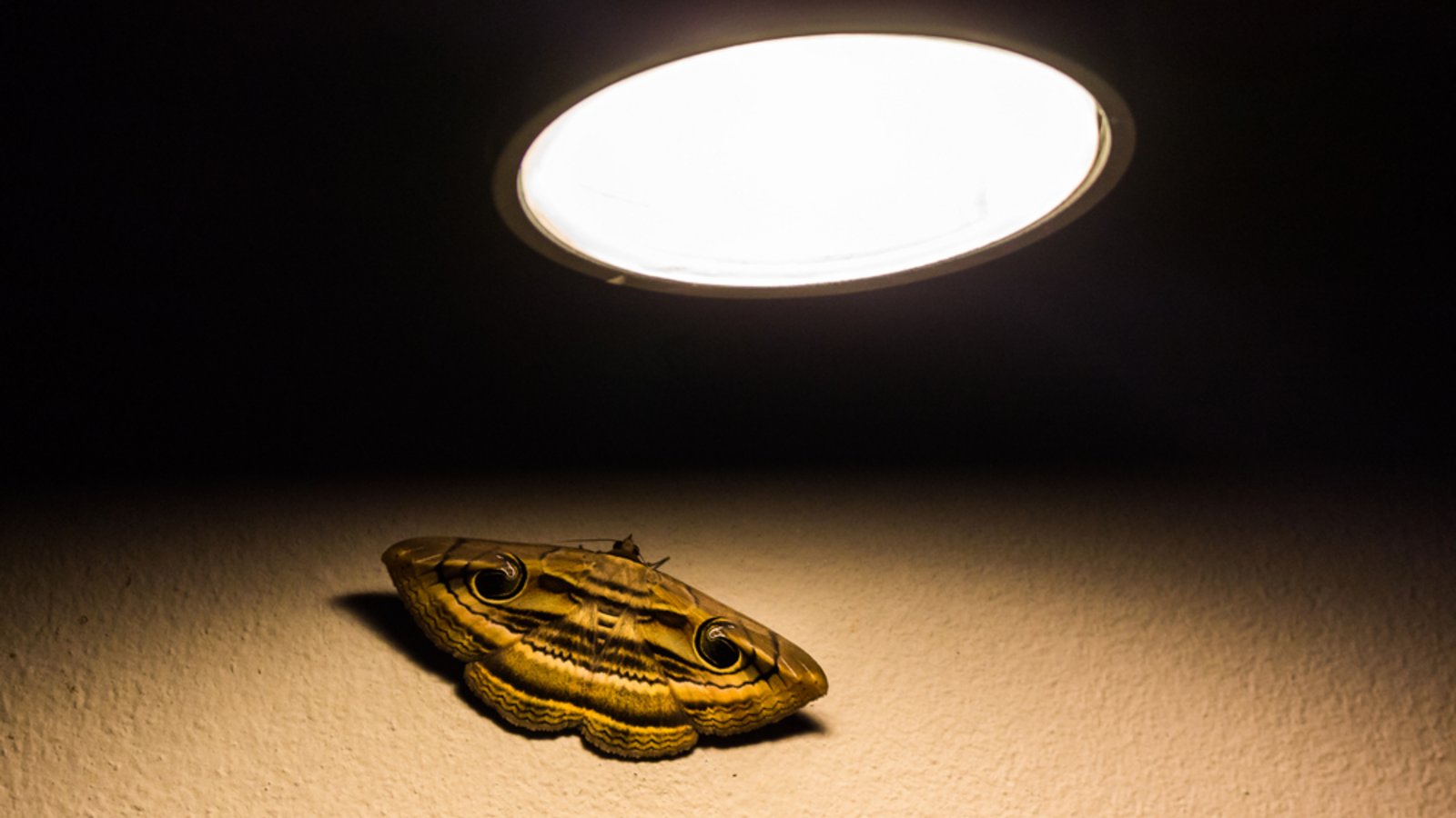 Warum werden Motten vom Licht angezogen?Foto: Teriakos/Shutterstock Warum werden Motten vom Licht angezogen?Foto: Teriakos/Shutterstock