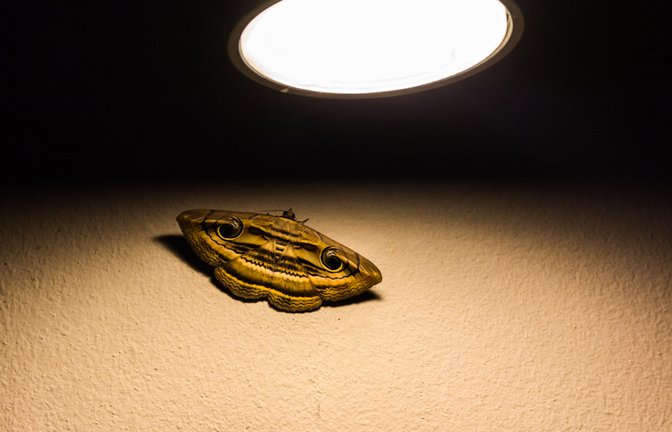 Warum werden Motten vom Licht angezogen?<span class='image-autor'>Foto: Teriakos/Shutterstock</span>