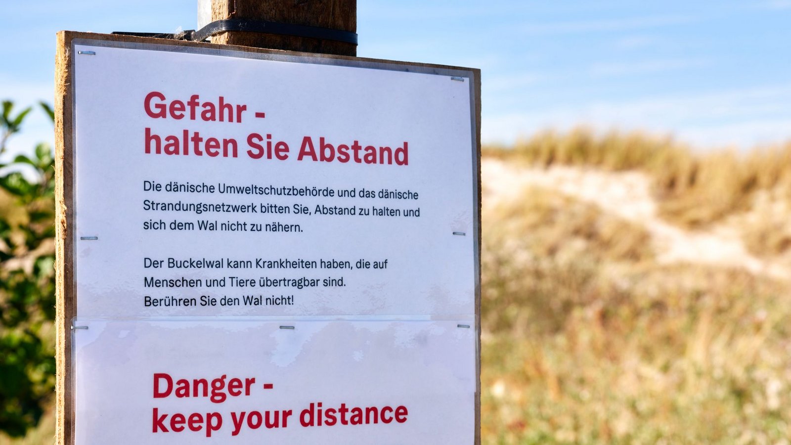 Achtung, Ansteckungsgefahr! Die Behörden warnen auch auf Deutsch.Foto: Marcus Golejewski/dpa Achtung, Ansteckungsgefahr! Die Behörden warnen auch auf Deutsch.Foto: Marcus Golejewski/dpa
