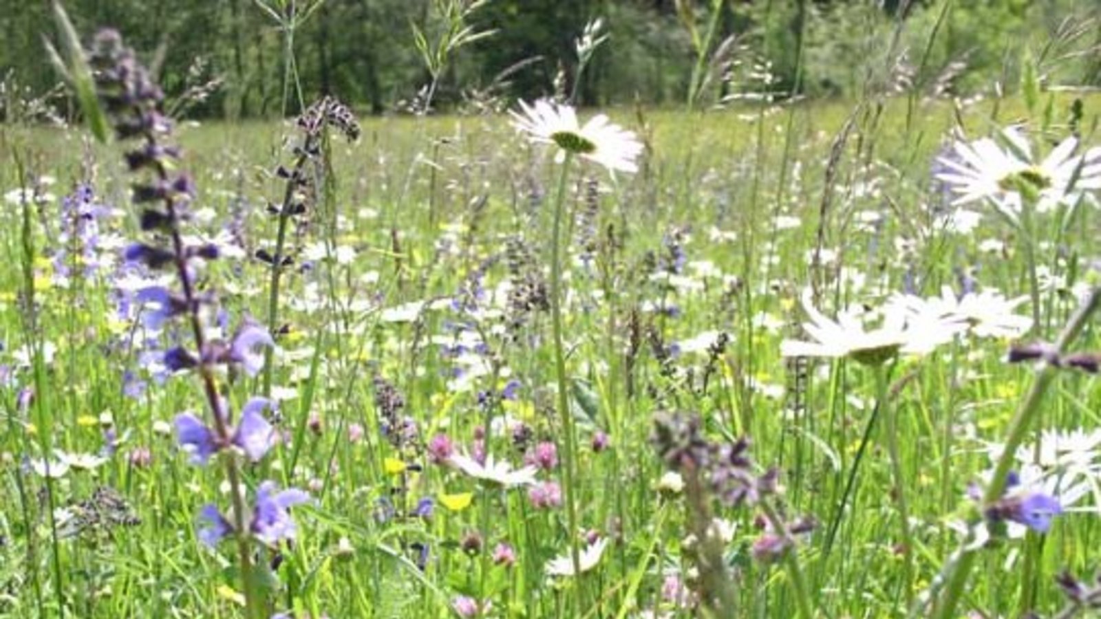 Sag mir, wo die Blumen sind. Foto: Rücker Sag mir, wo die Blumen sind. Foto: Rücker