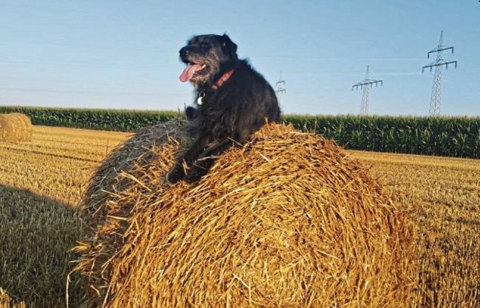 Von wegen – auf dem Rücken der Pferde liegt das Glück der Erde. Der Hund unserer Leserin Sabine Fechner hat offensichtlich seinen eigenen Glücksort dieses Sommers gefunden – auf dem Rücken eines Strohballens.
