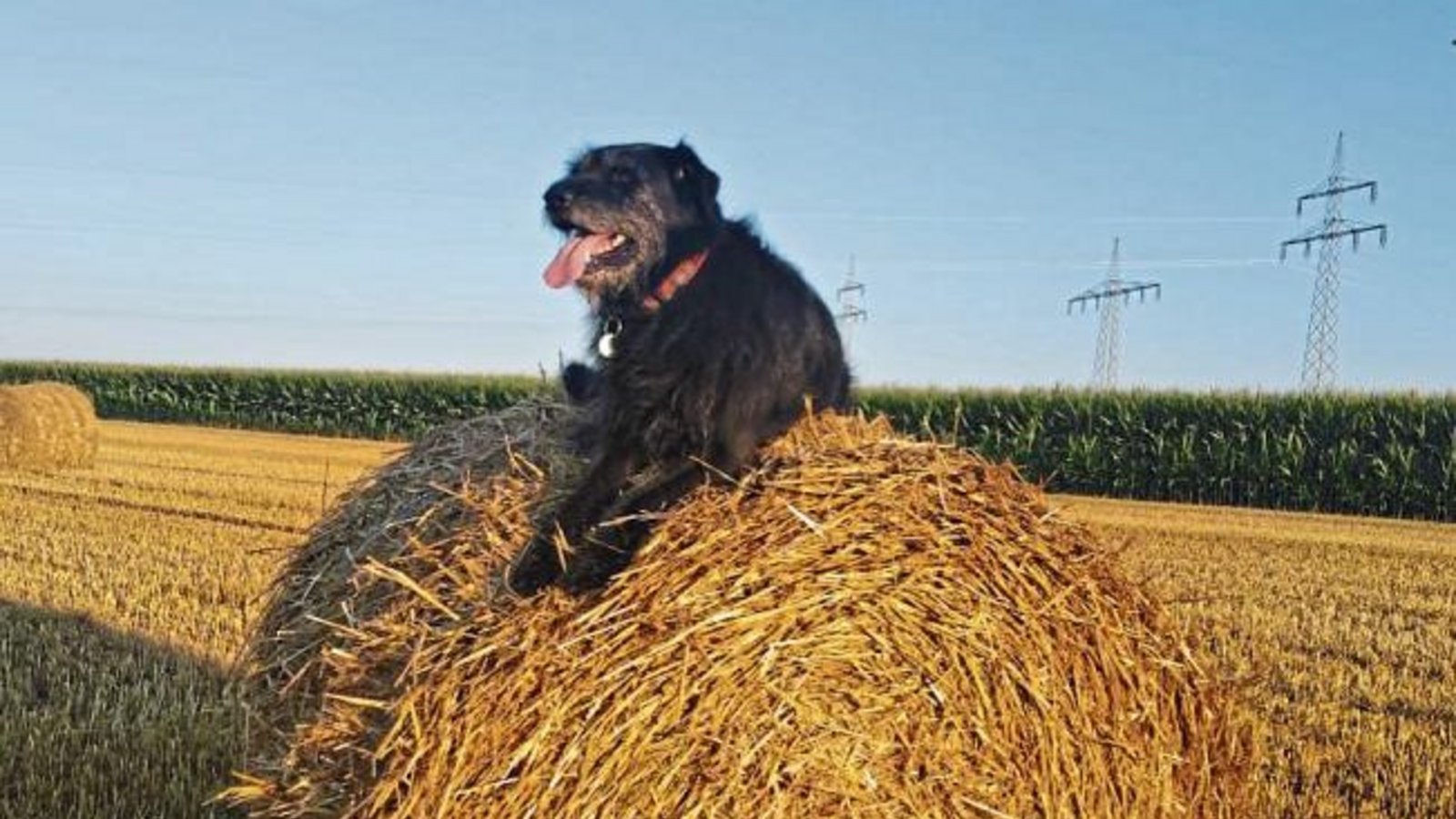 Von wegen – auf dem Rücken der Pferde liegt das Glück der Erde. Der Hund unserer Leserin Sabine Fechner hat offensichtlich seinen eigenen Glücksort dieses Sommers gefunden – auf dem Rücken eines Strohballens. Von wegen – auf dem Rücken der Pferde liegt das Glück der Erde. Der Hund unserer Leserin Sabine Fechner hat offensichtlich seinen eigenen Glücksort dieses Sommers gefunden – auf dem Rücken eines Strohballens.