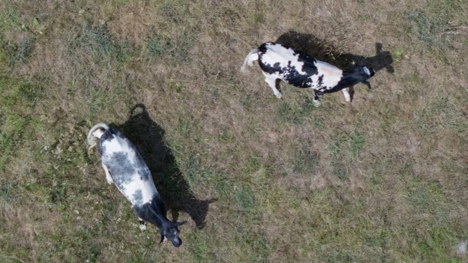 Das baden-württembergische Agrarministerium will Landwirte finanziell unterstützen, wenn sie wegen der Trockenheit Futter für ihre Tiere zukaufen müssen.Marijan Murat/dpa Das baden-württembergische Agrarministerium will Landwirte finanziell unterstützen, wenn sie wegen der Trockenheit Futter für ihre Tiere zukaufen müssen.Marijan Murat/dpa