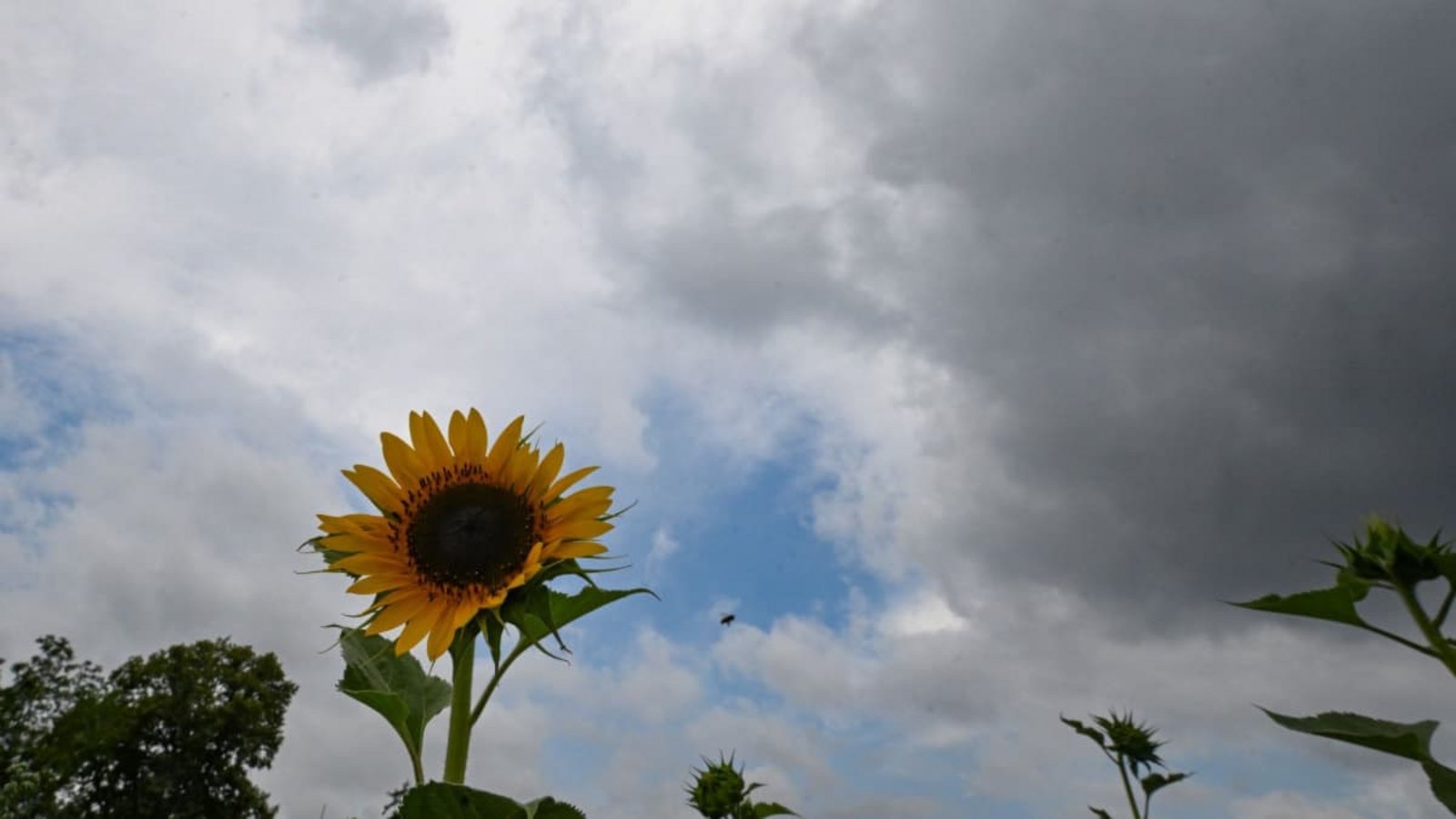 Sonnenblumen stehen auf einem Feld vor einem Wolkenhimmel.Bernd Weißbrod/dpa Sonnenblumen stehen auf einem Feld vor einem Wolkenhimmel.Bernd Weißbrod/dpa