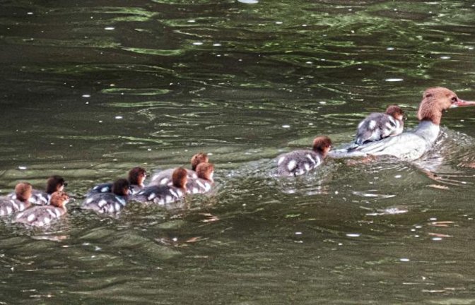 Mama Gänsesäger mit Nachwuchs auf der Enz.  Foto: Mede