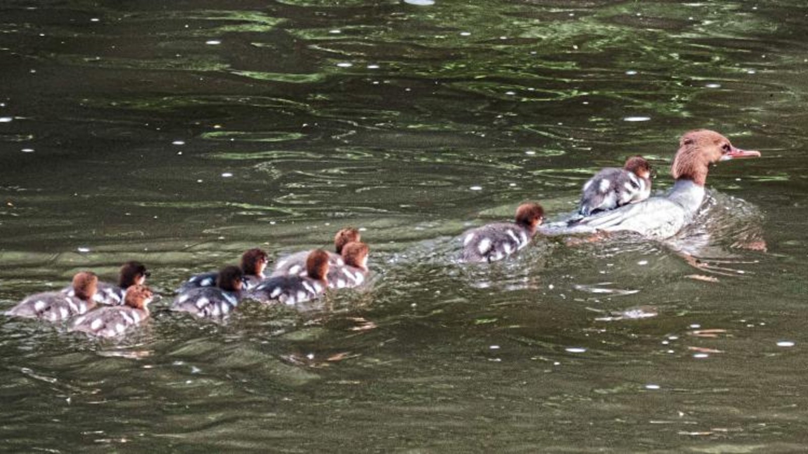 Mama Gänsesäger mit Nachwuchs auf der Enz. Foto: Mede Mama Gänsesäger mit Nachwuchs auf der Enz. Foto: Mede