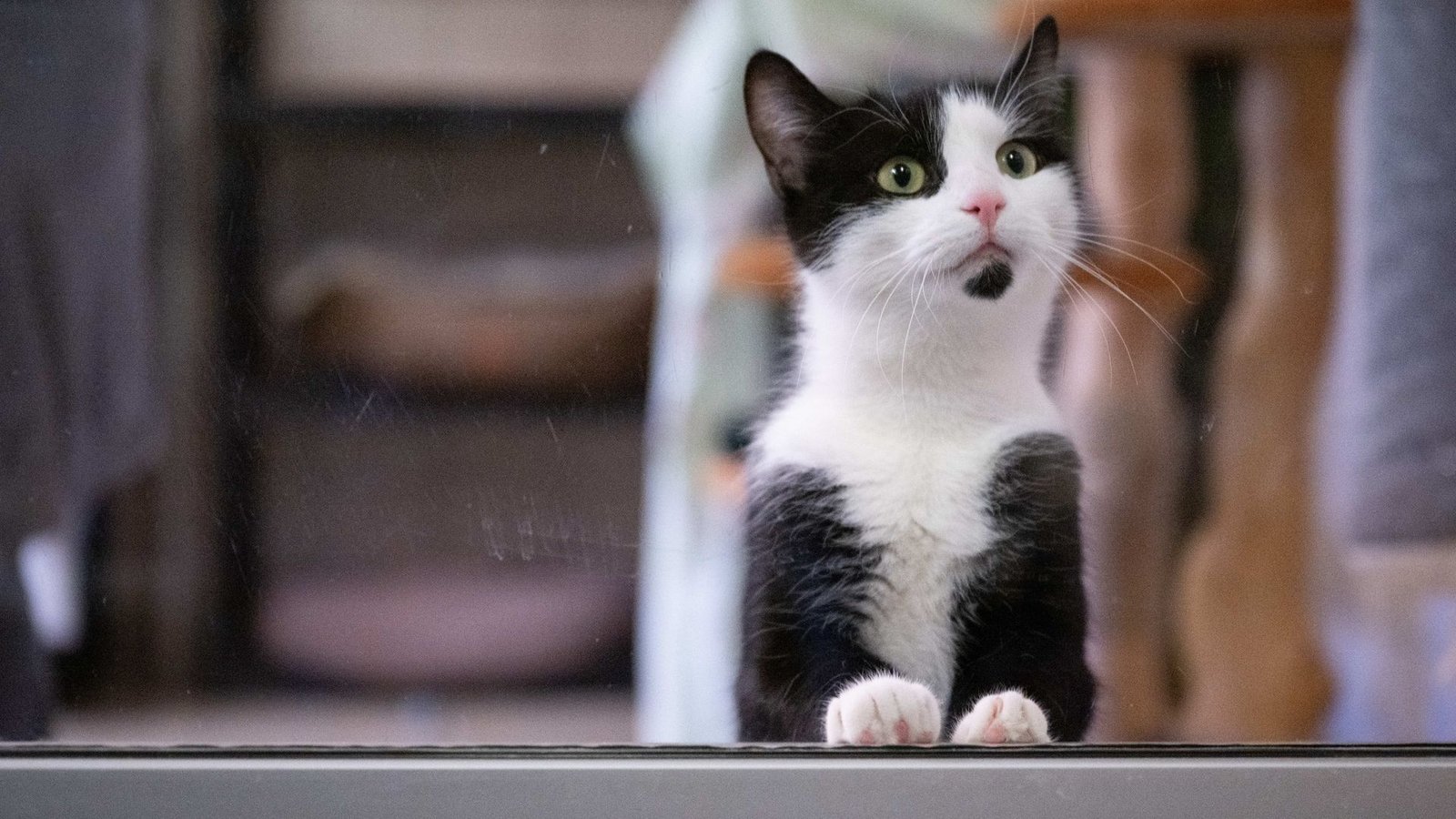 In Deutschland gibt es bislang keine allgemeine Chip- und Registrierungspflicht für alle Hunde und Katzen.Foto: Sebastian Kahnert/dpa