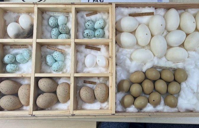 Der 71-Jährige musste bereits in der Vergangenheit zweimal in Haft, weil mehrere Tausend Eier bei ihm gefunden worden waren. (Symbolbild)<span class='image-autor'>Foto: dpa/Norfolk Police</span>