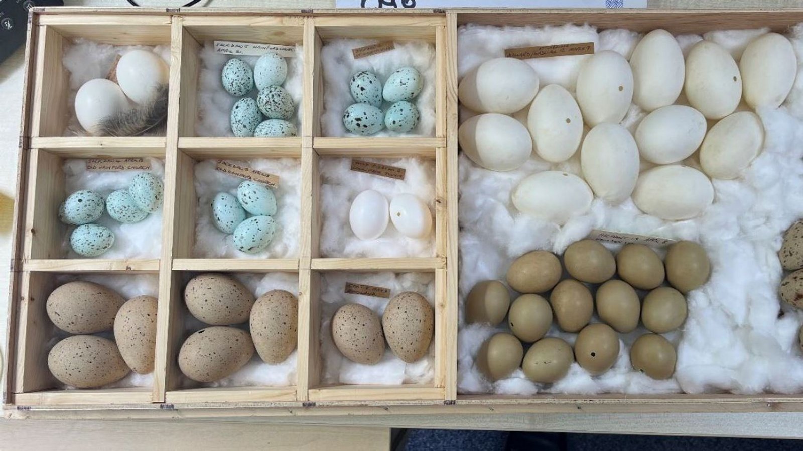 Der 71-Jährige musste bereits in der Vergangenheit zweimal in Haft, weil mehrere Tausend Eier bei ihm gefunden worden waren. (Symbolbild)Foto: dpa/Norfolk Police