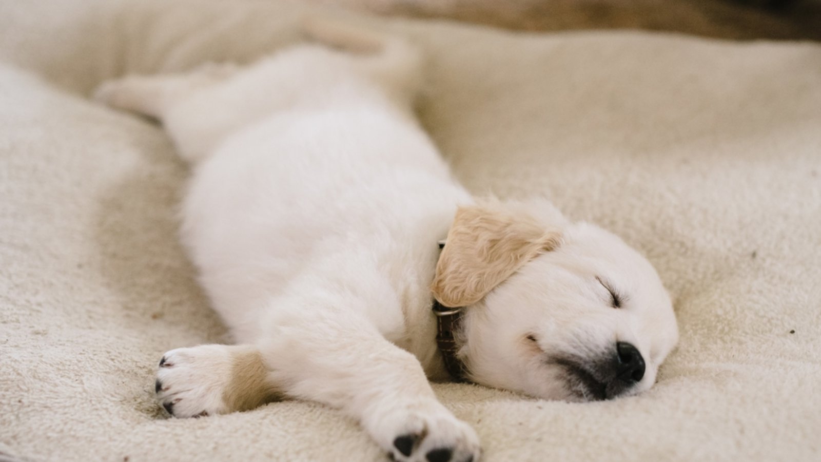 Was sagen die Schlafpositionen über einen Hund aus?Foto: Cavan-Images/Shutterstock