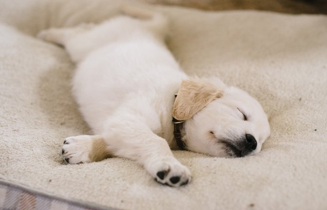 Was sagen die Schlafpositionen über einen Hund aus?<span class='image-autor'>Foto: Cavan-Images/Shutterstock</span>