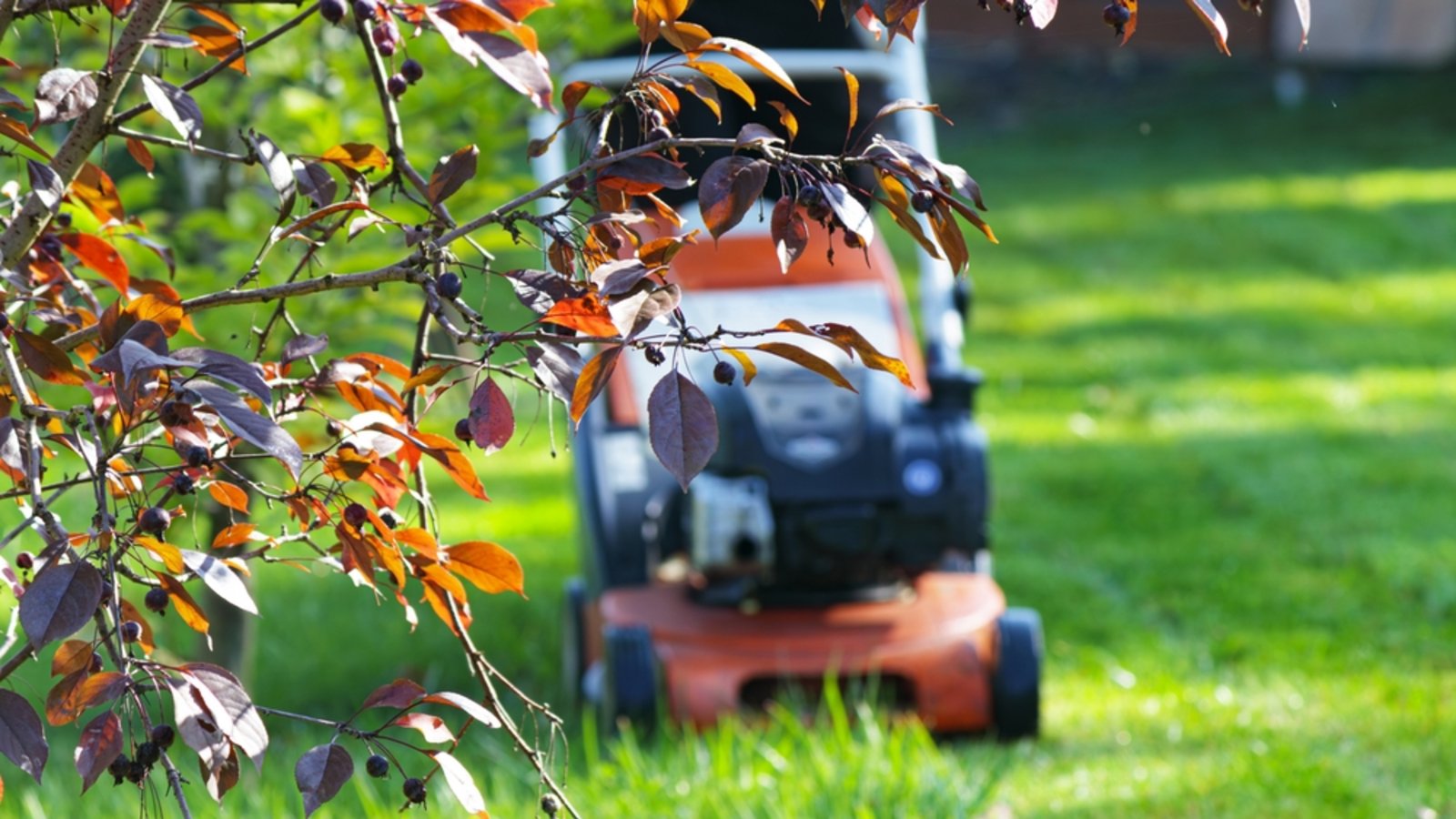 Den Rasen sollte man am 3. Oktober nicht mähen.Foto: Sashko / shutterstock.com Den Rasen sollte man am 3. Oktober nicht mähen.Foto: Sashko / shutterstock.com