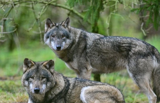 Zwei Wölfe im Gehege im Wildpark Schorfheide. Der Wolf breitet sich seit seiner Rückkehr nach Deutschland 1998 langsam weiter aus.<span class='image-autor'>Foto: Patrick Pleul/dpa-Zentralbild/dpa</span>