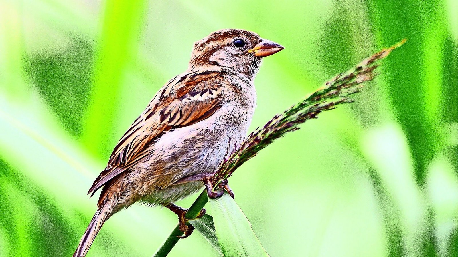 Haussperling (Passer domesticus).Foto: dpa Haussperling (Passer domesticus).Foto: dpa