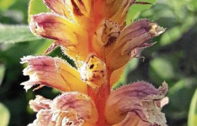 Die Sommerwurz namens Kleewürger. Foto: sr