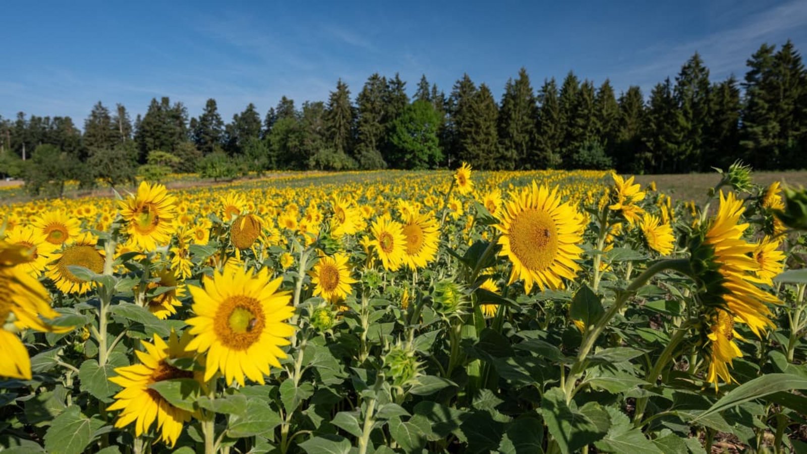 Zahlreiche Sonnenblumen werden am Morgen von der Sonne angestrahlt.Silas Stein/dpa Zahlreiche Sonnenblumen werden am Morgen von der Sonne angestrahlt.Silas Stein/dpa