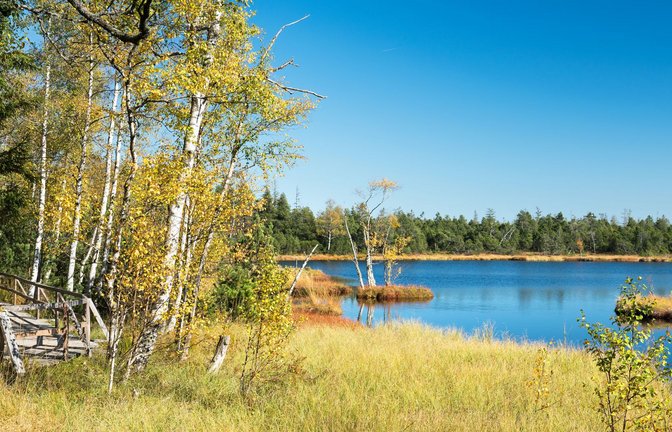 Das Wildseemoor bei Kaltenbronn im Schwarzwald wird seit einem Jahr renaturiert – dafür gab es noch Geld.<span class='image-autor'>Foto: juhumbert</span>