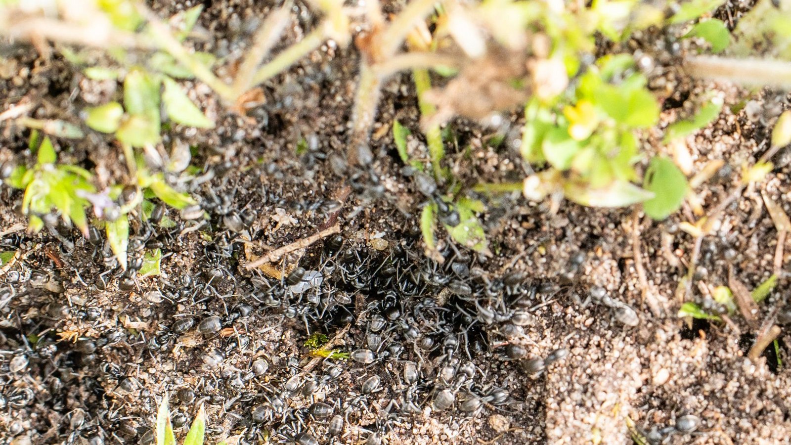 In und um Kehl breitet sich die invasive Ameisenart  Tapinoma magnum aus –   zum Leidwesen der Menschen vor Ort.Foto: dpa/Annette Lipowsky