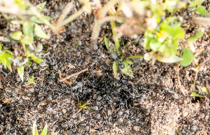 In und um Kehl breitet sich die invasive Ameisenart  Tapinoma magnum aus –   zum Leidwesen der Menschen vor Ort.<span class='image-autor'>Foto: dpa/Annette Lipowsky</span>