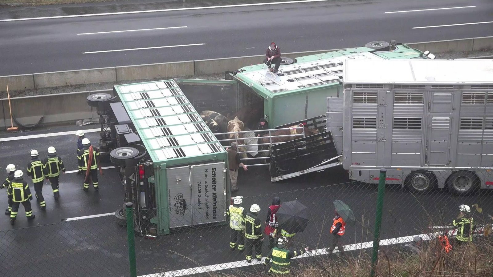 Rinder müssen 12. Dezember  von der Autobahn bei Pforzheim gerettet werden. Doch solche Szenen zu fotografieren, ist nicht einfach.Foto: 7aktuell.de/Kevin L/rmer
